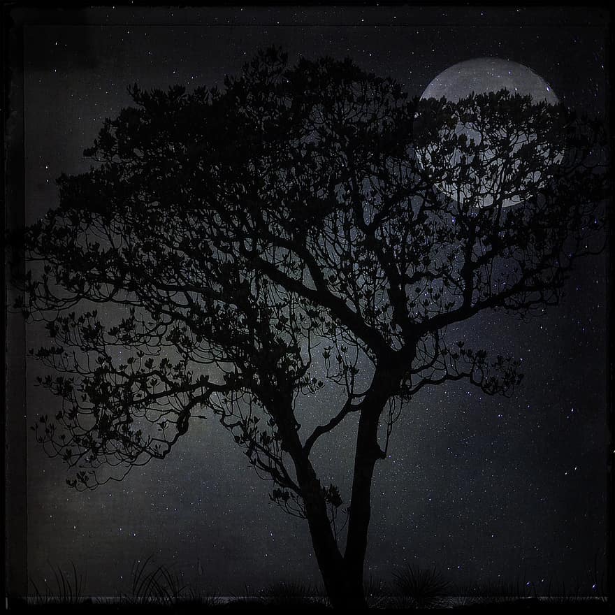 noc, krajina, strom, měsíc, temný, měsíční svit, hvězda