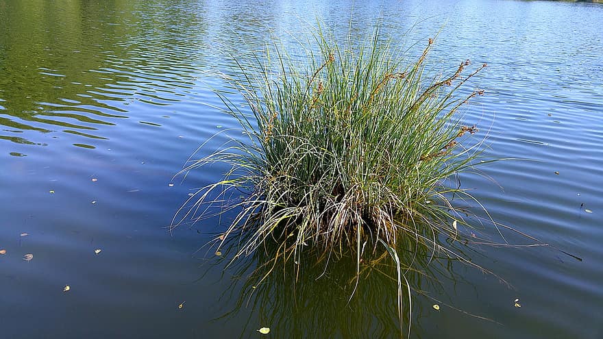 caña, hierba, lago, agua, reflexión, planta