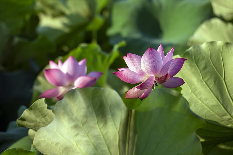 lotus, květ, růžový květ, lotosový květ, lotosové listy, okvětní lístky, růžové okvětní lístky, flóra, vodní rostliny