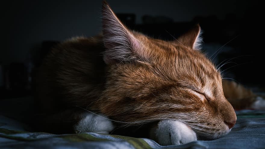kaķis, pet, dzīvnieku, miega, iekšzemes, kaķi, zīdītāju, aizmigusi, mājas kaķis, mājdzīvnieki, gudrs
