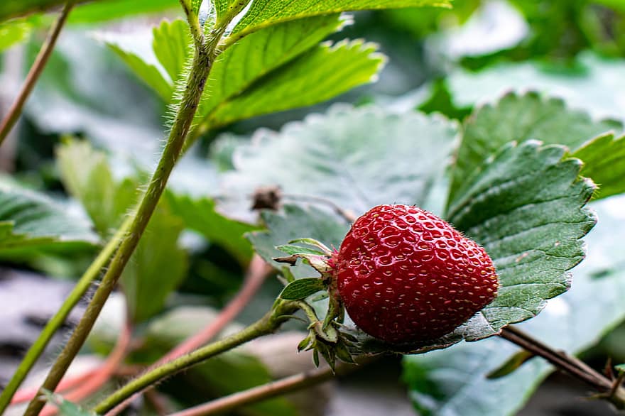 Erdbeere, Erdbeerpflanze, Obst, Beere, rote Früchte, Lebensmittel, köstlich, gesund