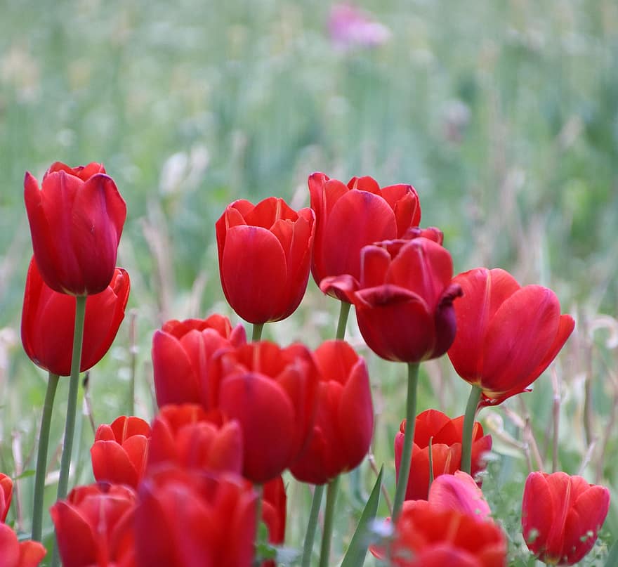 tulppaanit, kukat, punaiset tulppaanit, punaiset kukat, terälehdet, punaiset terälehdet, kukinta, kukka, kasvi, kukoistava, kasvisto