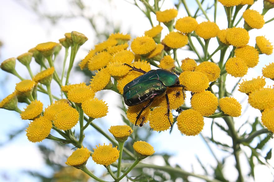 Käfer, Ameise, Bugs, Insekten, Blumen, Blütenblätter, Knospen, Gelb