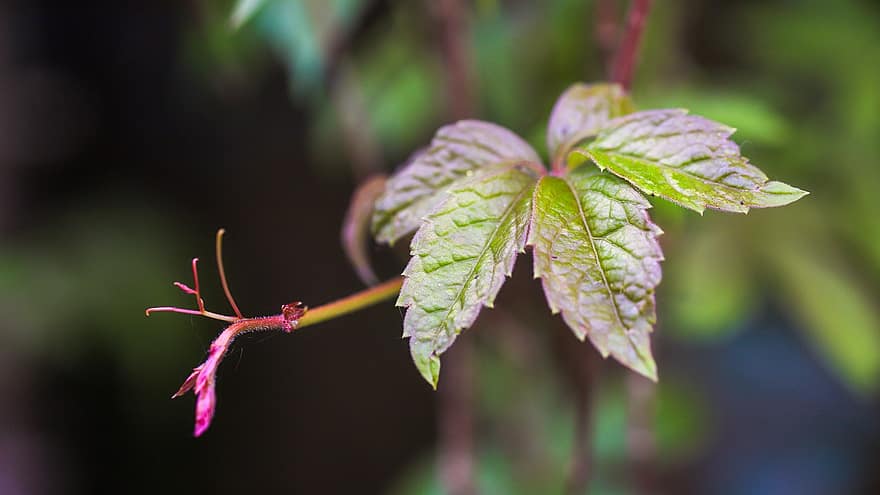 Wine Leaf, Wine Partner, Leaves, Nature, Plant, Climber Plant, Ranke, Close Up