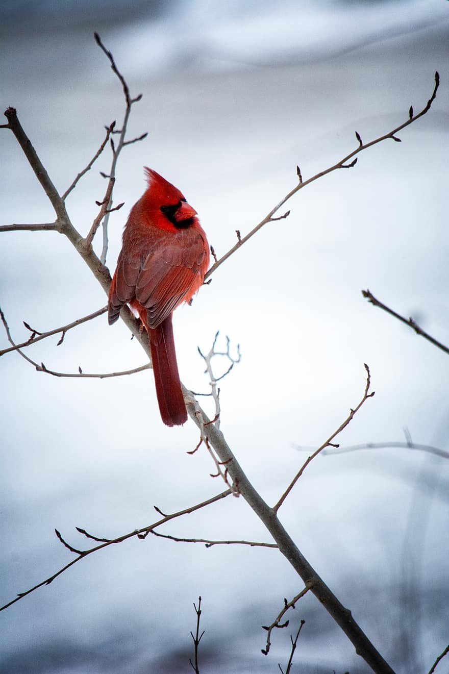 burung kardinal, burung, musim dingin, salju, cabang, paruh, bulu, binatang di alam liar, bertengger, pohon, biru
