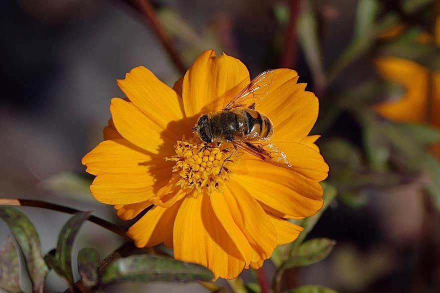 insetto, ape, entomologia, impollinazione, Ali, stame, polline, nettare, fioritura, fiorire, avvicinamento