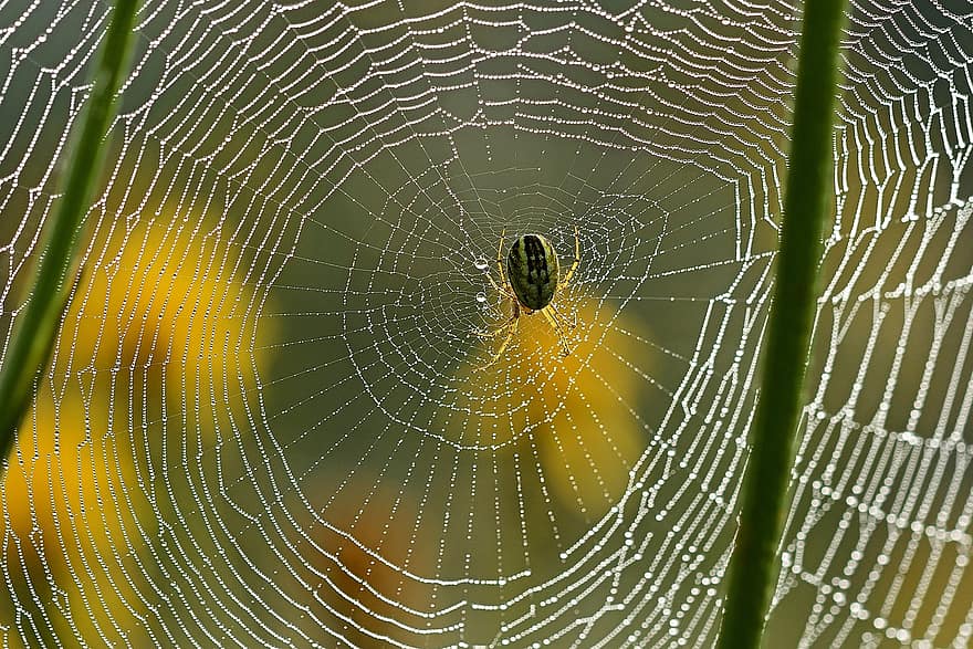 Insect, Spider, Cobweb, Networking, Wheel Spider, Cobwebs, Close Up, Morgentau, Sunrise, Dewdrop, Moist