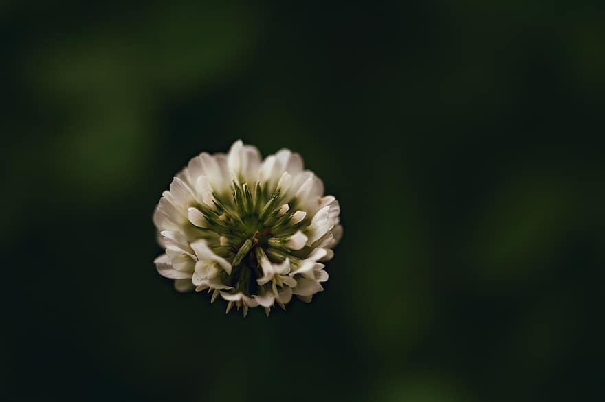White Clover, Flower, Plant, Dutch Clover, Ladino Clover, Clover, White Flower, Bloom, Nature, Dark