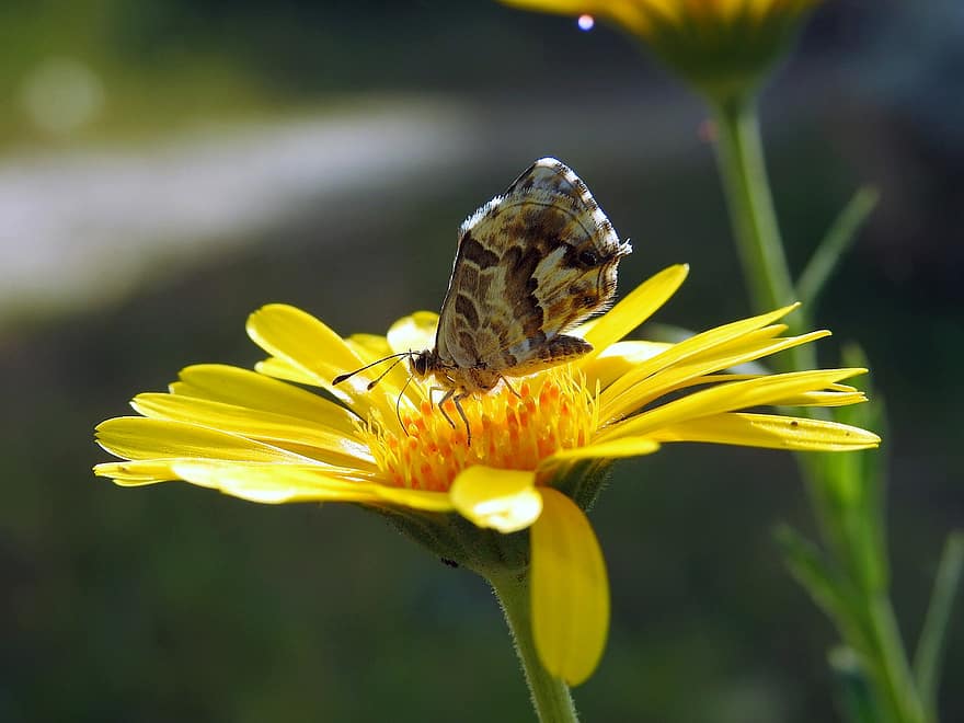 Geranium bronzový motýl, motýl, květ, sedmikráska, křídla, hmyz, žlutý květ, rostlina, jaro, zahrada, Příroda