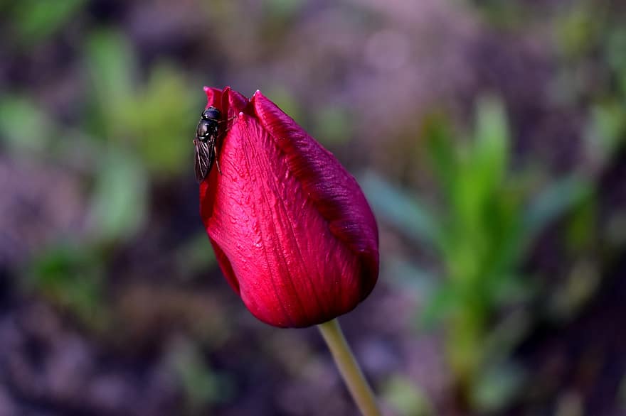 tulipa, botão de flor, broto de tulipa, tulipa vermelha, Flor vermelha, natureza, inseto, fechar-se, flor, plantar, verão