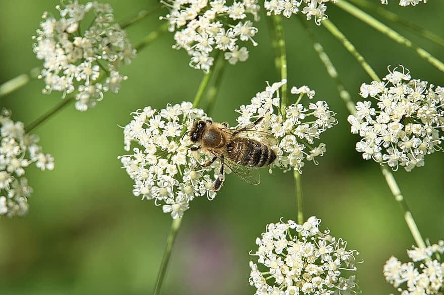 abeille, fleurs blanches, pollinisation, fleurs, fleur, insecte, entomologie