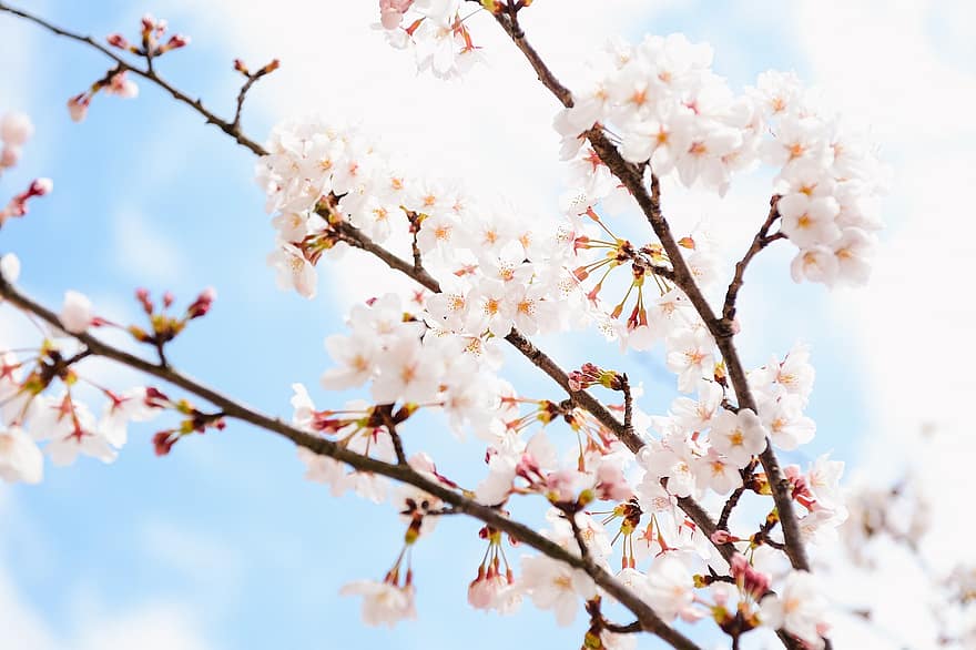 jaro, třešňové květy, Japonsko, krajina, přírodní, květiny, květ, větev, sezóna, strom, detail