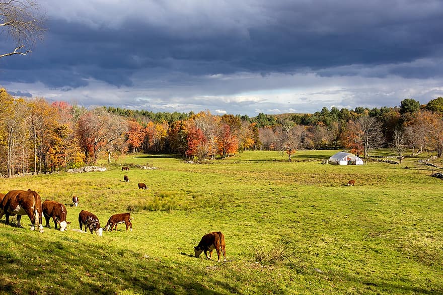 animales, otoño, día nublado, arboles, pasto, bosque, vacas, granja, paisaje, naturaleza, ganado
