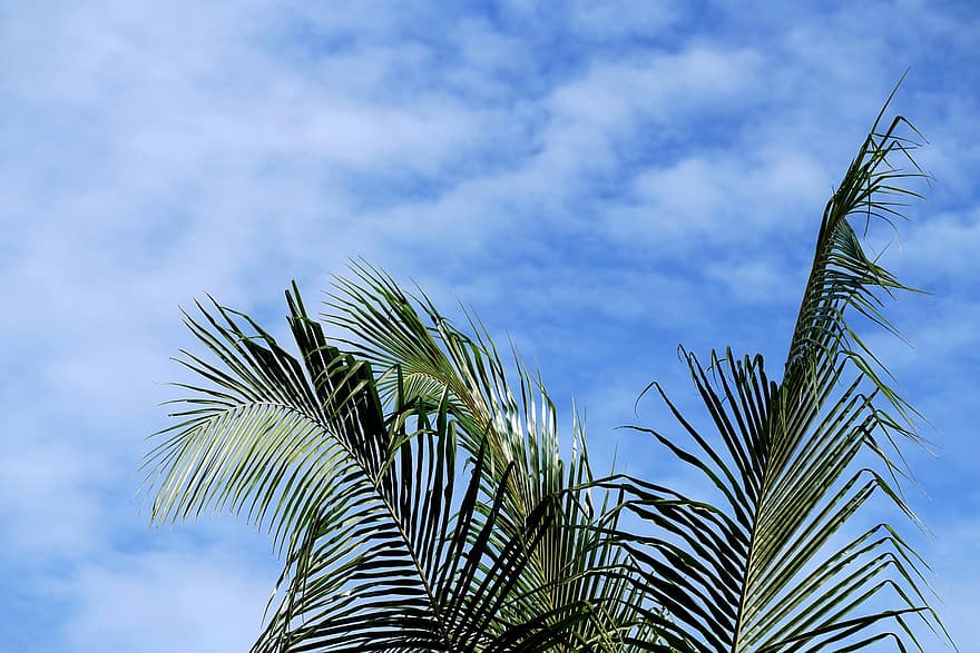 Palm bladeren, hemel, wolken, schilderij met veel lucht