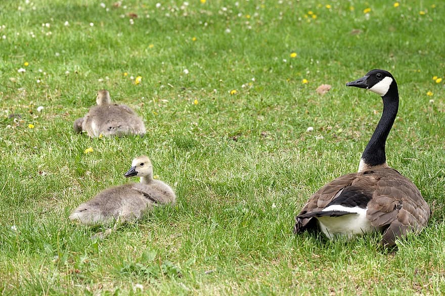 canada goose, gæslinger, fugle, gæs, waterfowls, vandfugle, dyr, fjerdragt, ned, familie, unge gæs