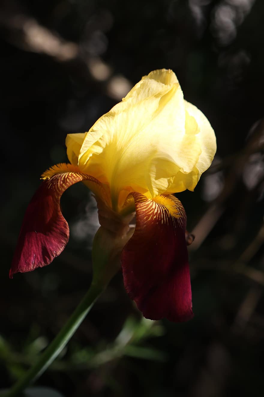 blomma, kronblad, iris, Glödlampa, trädgård
