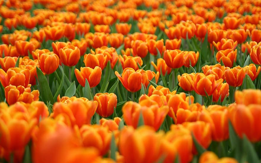 květiny, tulipány, pole, louka, okvětní lístky, listy
