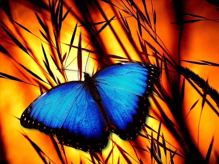 mariposa, halme, prado, puesta de sol, insecto, morfofalter azul, morpho peleides, cielo mariposa, edelfalter
