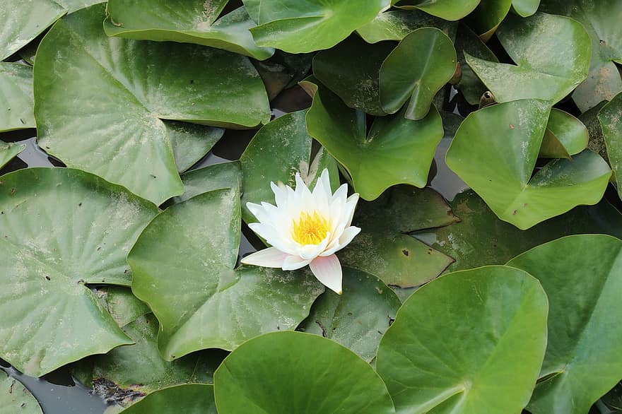 водна лилия, цвете, езерце, подложки за лилии, бяло цвете, листенца, бели венчелистчета, разцвет, цвят, водно растение, флора