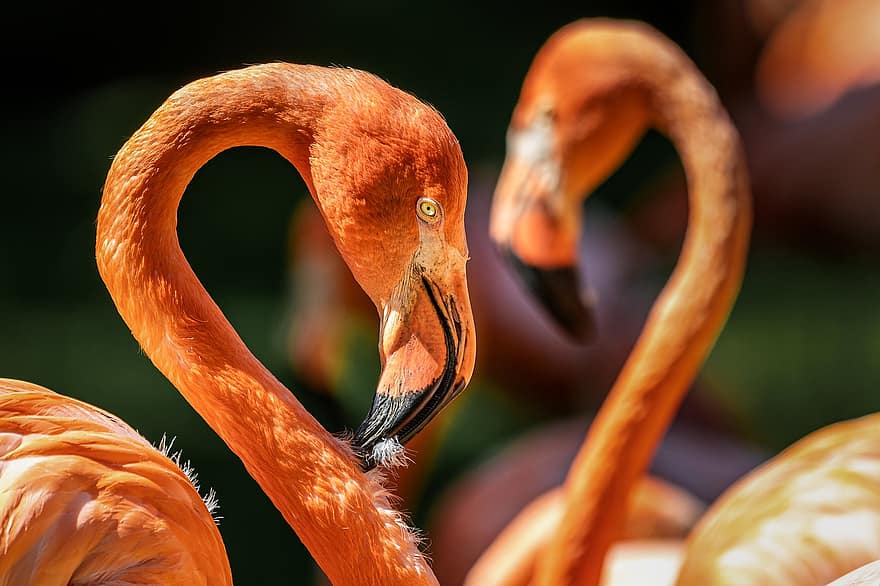 flamenc, ocell, cap, coll, de coll llarg, ocell taronja, plomes de color taronja, animal, naturalesa, av, aviària
