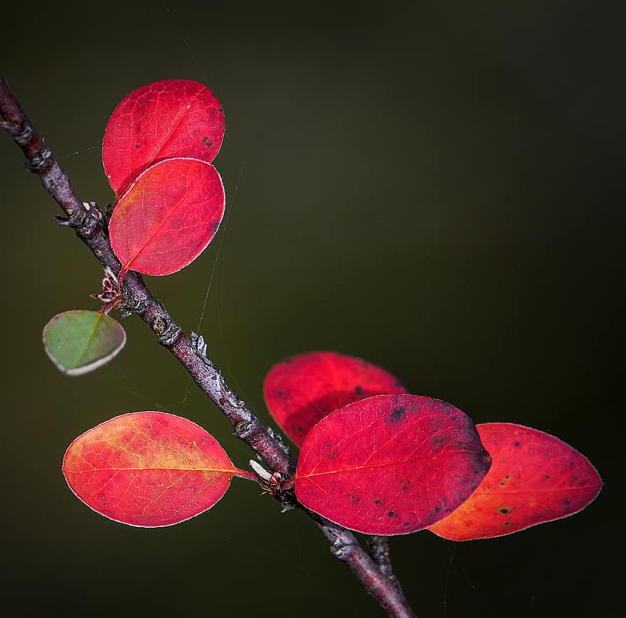 červené listy, Příroda, rostlina
