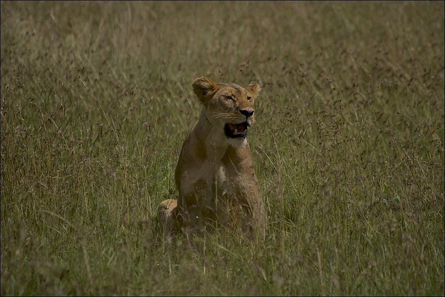león, leona, fauna silvestre, safari, felino, hembra, carnívoro, salvaje, desierto, serengeti, parque nacional del serengeti