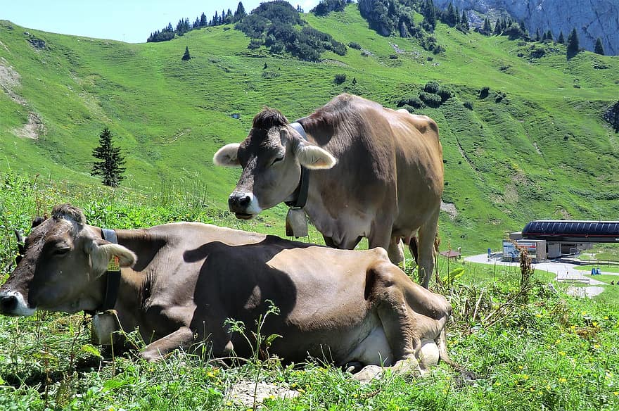 krowy, alpejska łąka, bydło, żywy inwentarz, łąka, krajobraz, ssaki, Niemcy, allgäu, krowa, scena wiejska