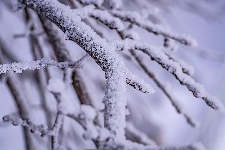 дерево, зима, снег, природа, мороз