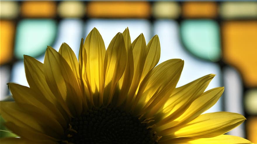 Sunflower, Petals, Stained Glass, Bloom, Mosaic, Decoration, Art, Shape, Flower