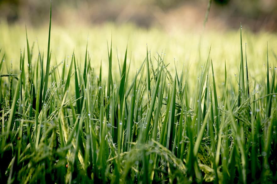 Grass, Rice Field, Nature, Field