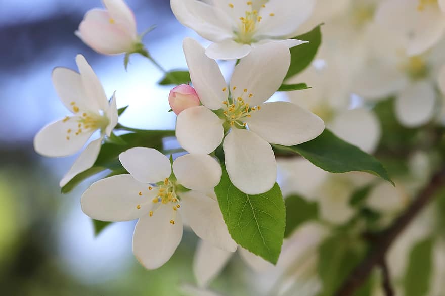весна, квіти, сад, Квітка Арабеска, цвіт яблуні, зростання, макрос, Рослина, пелюстки, цвітіння, впритул