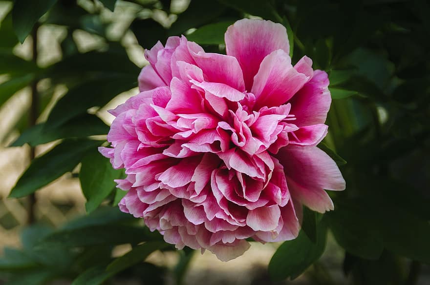 Chinese Peony, Flower, Plant, Petals, Bloom, Flora, Garden, Horticulture, Nature, Outdoors, close-up