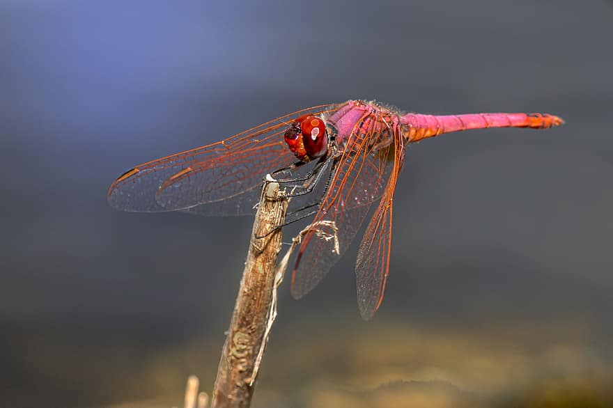 libélula, inseto, haste, roxo mais avermelhado, mais marcado com violeta, trithemis annulata, dropwing violeta, animal, natureza, beleza na natureza, fechar-se