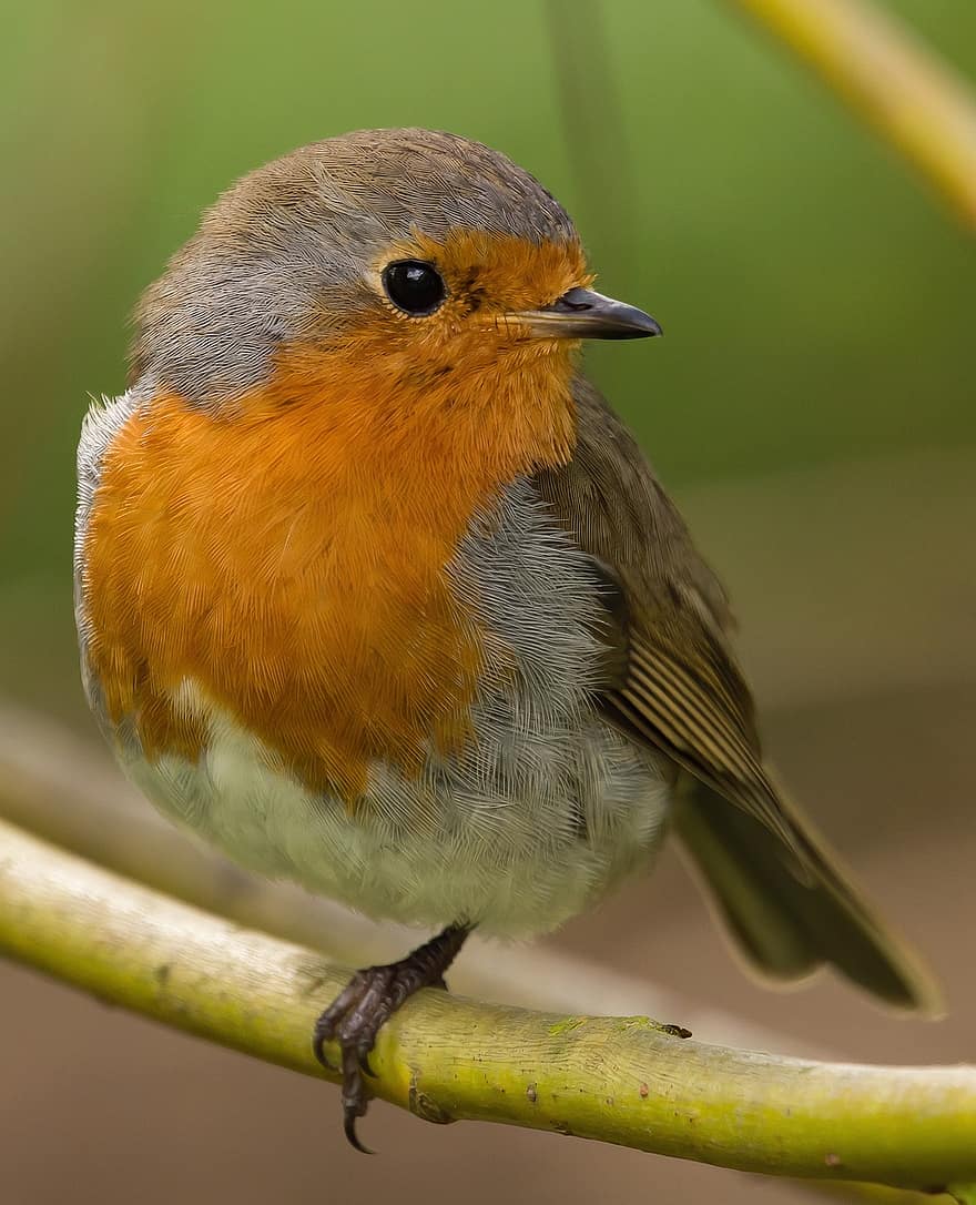 Robin Redbreast, Bird, Branch, Perched, European Robin, Robin, Passerine Bird, Animal, Wildlife, Nature, Garden