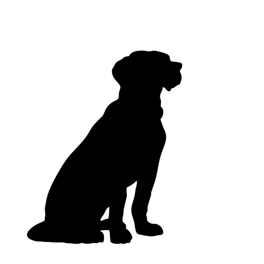 šuo, gyvūnas, sėdi, didelis, naminių gyvūnėlių, šunims, juoda, siluetas, menas, izoliuotas, balta