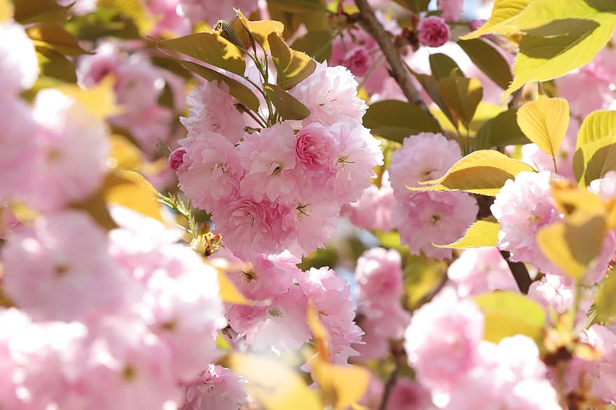 cseresznye virágok, virágok, tavaszi, rózsaszín virágok, Sakura, virágzás, virágzik, ág, fa, természet