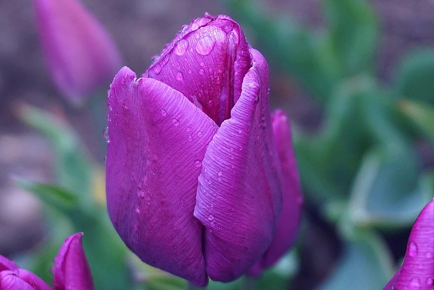 tulipán, květ, fialový květ, rosa, kapky rosy, okvětní lístky, fialové okvětní lístky, flóra, rostlina, Příroda, detail