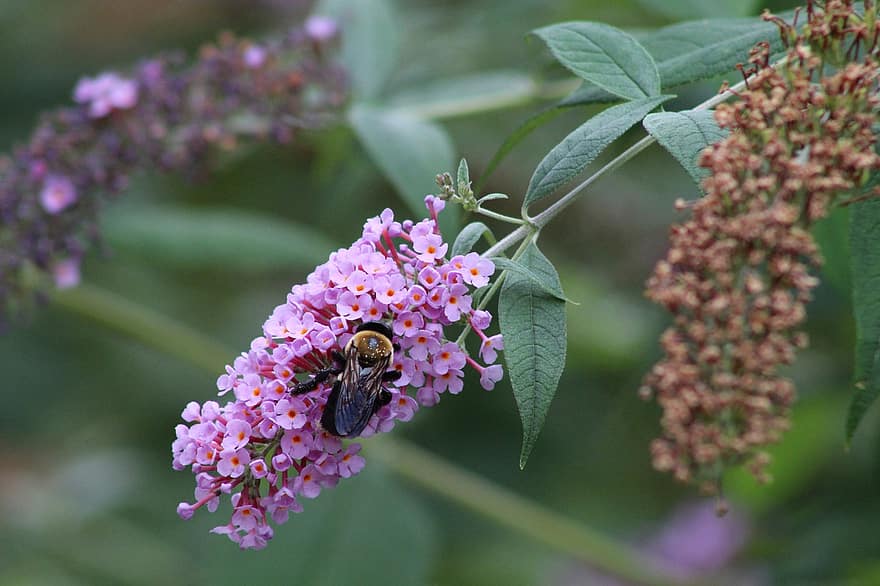 цвете, пчела, природа, насекомо, цветен прашец, опрашване, разцвет, цвят, растение, флора