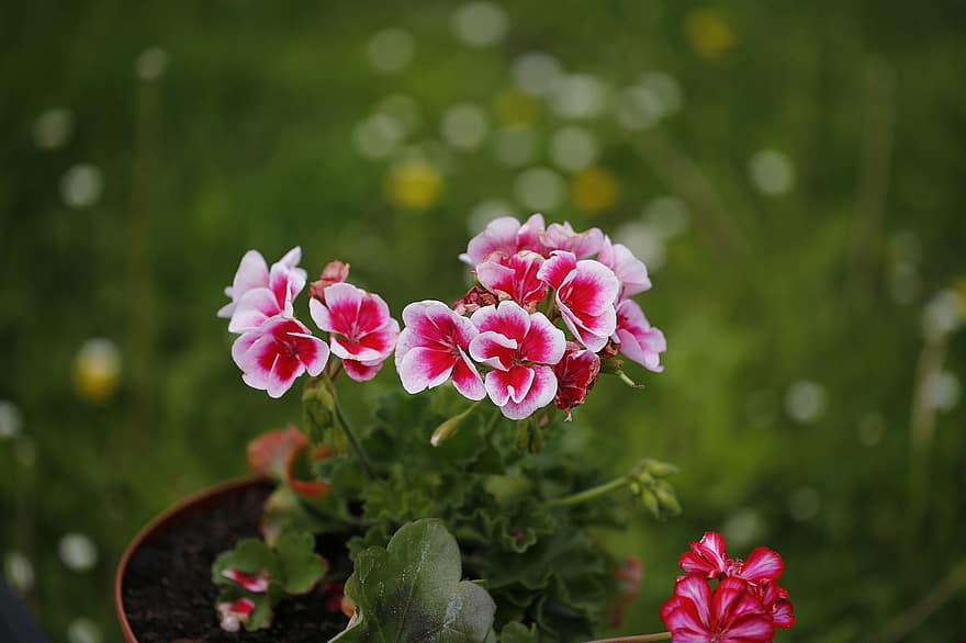 Flowers, Pink Flowers, Bloom, Blossom, Flora, Nature, Flowering Plant, Potted Plant, Spring Flowers, Spring, Plant
