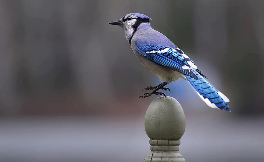 блакитна сойка, птах, садився птах, синій птах, пір'я, оперення, просп, пташиний, орнітологія, спостереження за птахами, тварина