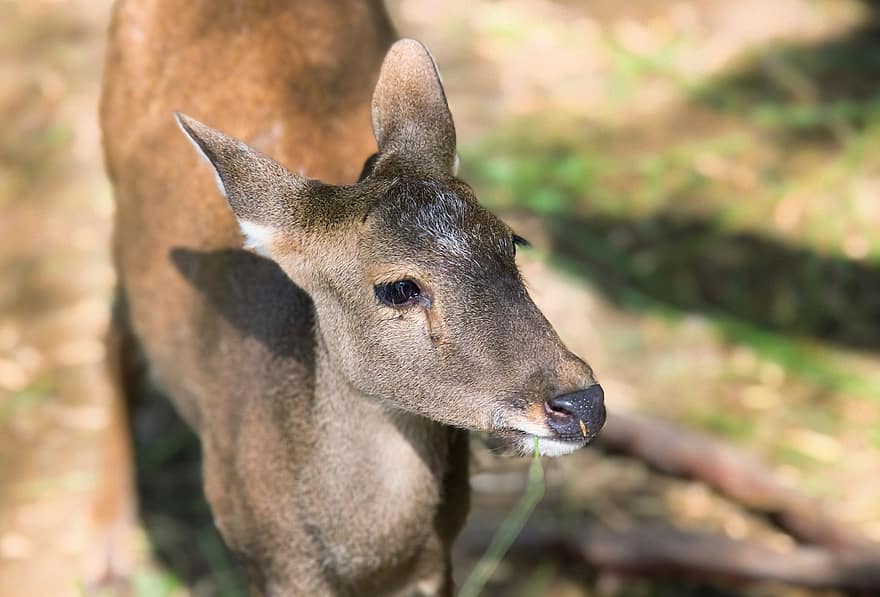 zvíře, Bawean Deer, savec, divoký, volně žijících živočichů, druh, roztomilý, zvířata ve volné přírodě, Jelen, tráva, les