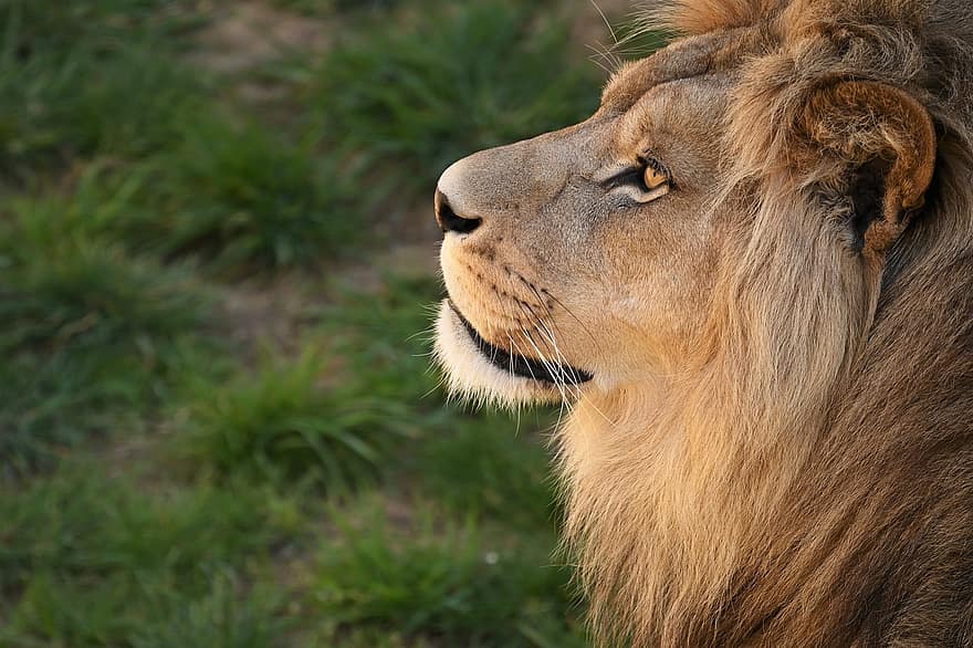 aslan, hayvan, yaban hayatı, memeli, kedi, aşılmamış kedi, vahşi hayvanlar, Afrika, safari hayvanlar, büyük kedi, yele