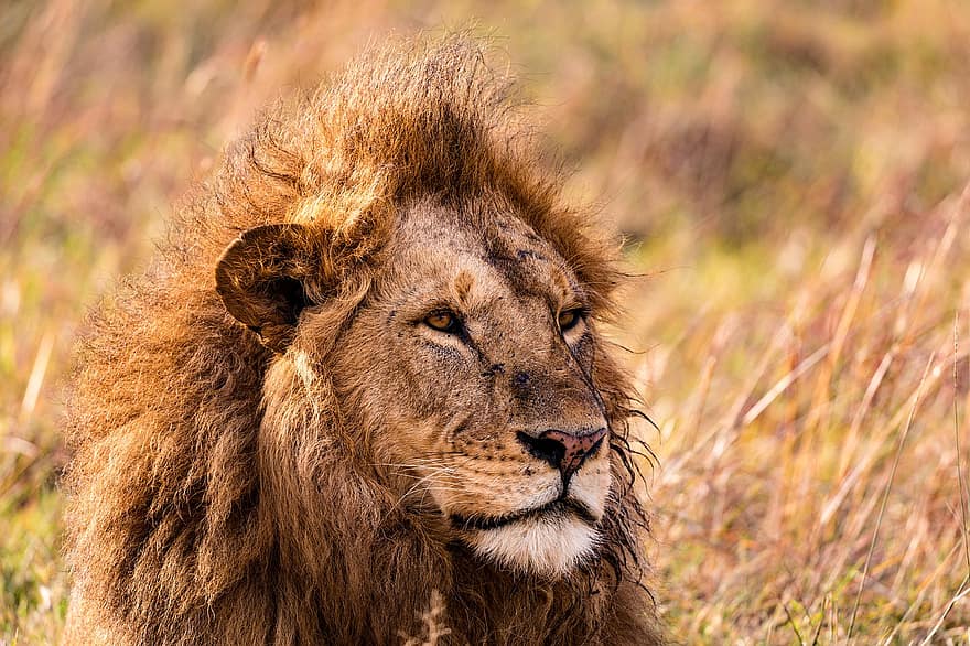 λιοντάρι, αιλουροειδής, θηρευτής, σαρκοφάγο, άγρια ​​ζωή, ζώο, Γάτα, σαφάρι, θηλαστικό ζώο, φύση, Αφρική