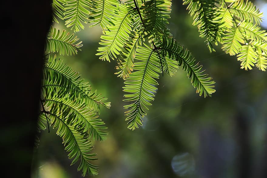 sequoia de l'alba, fulles, fullatge, branques, flora, botànica, bosc, naturalesa, planta, full, color verd