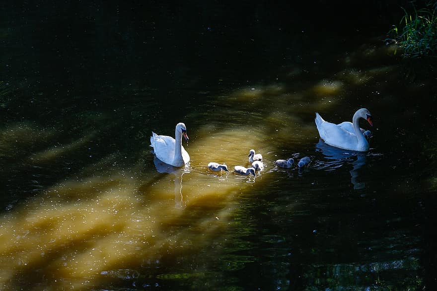 Swans, Birds, Animals, Family, Young Animals, Swim, Swan Family, Waterfowls, Water Birds, Aquatic Birds, water