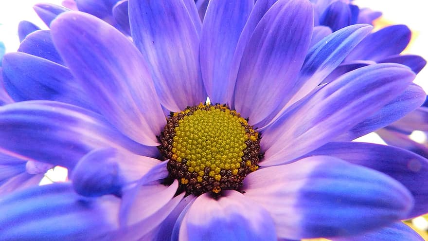 flor Purpura, flor, naturaleza, primavera, floración, flora, de cerca, pétalo, planta, una sola flor, macro