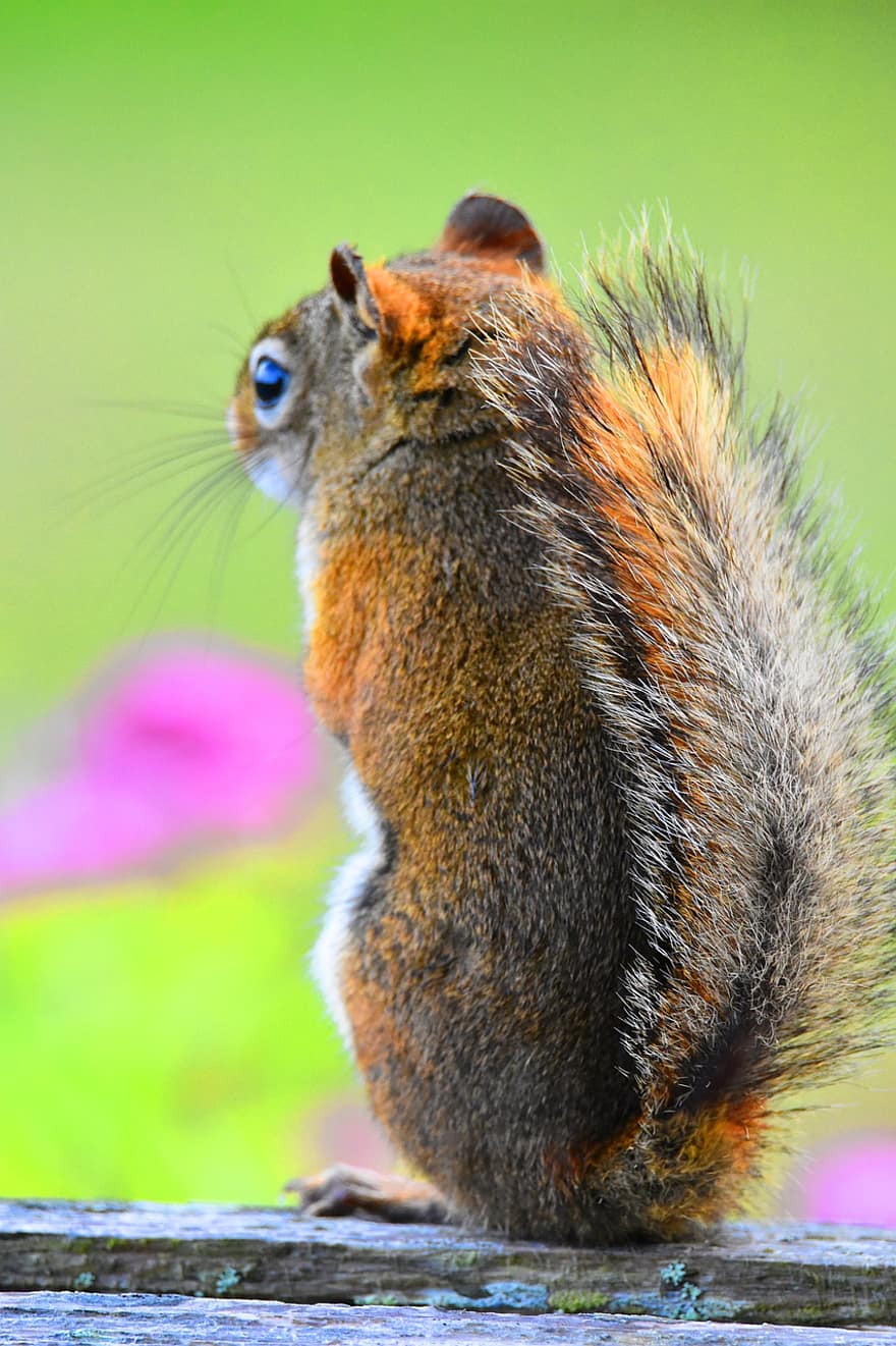 Squirrel, Canada, Banff, Nature, Chipmunk, Wallpaper, Furry, Wildlife, Fur, Spring, Wild