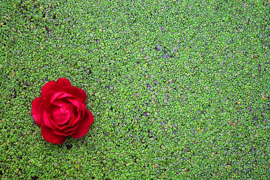 गुलाब का फूल, नदी, जंगली गुलाब, वाटर लिली, इसके विपरीत, पृष्ठभूमि, प्रकृति, रंग, झील, सुखद जीवन, पानी