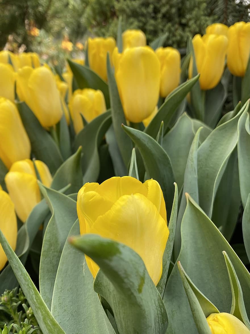 tulipes, fleurs, les plantes, tulipes jaunes, feuilles, pétales, Floraison, jardin, Prairie, champ, la nature