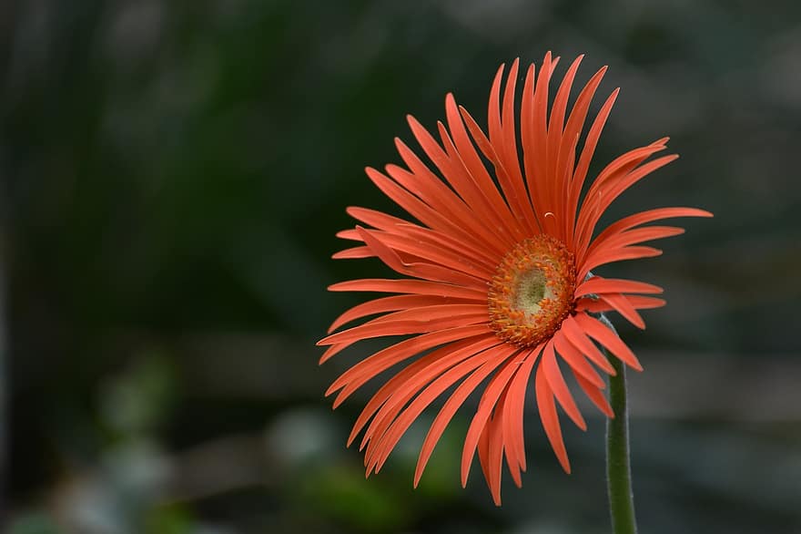 barberton daisy, flower, garden, close-up, plant, summer, petal, single flower, flower head, daisy, multi colored